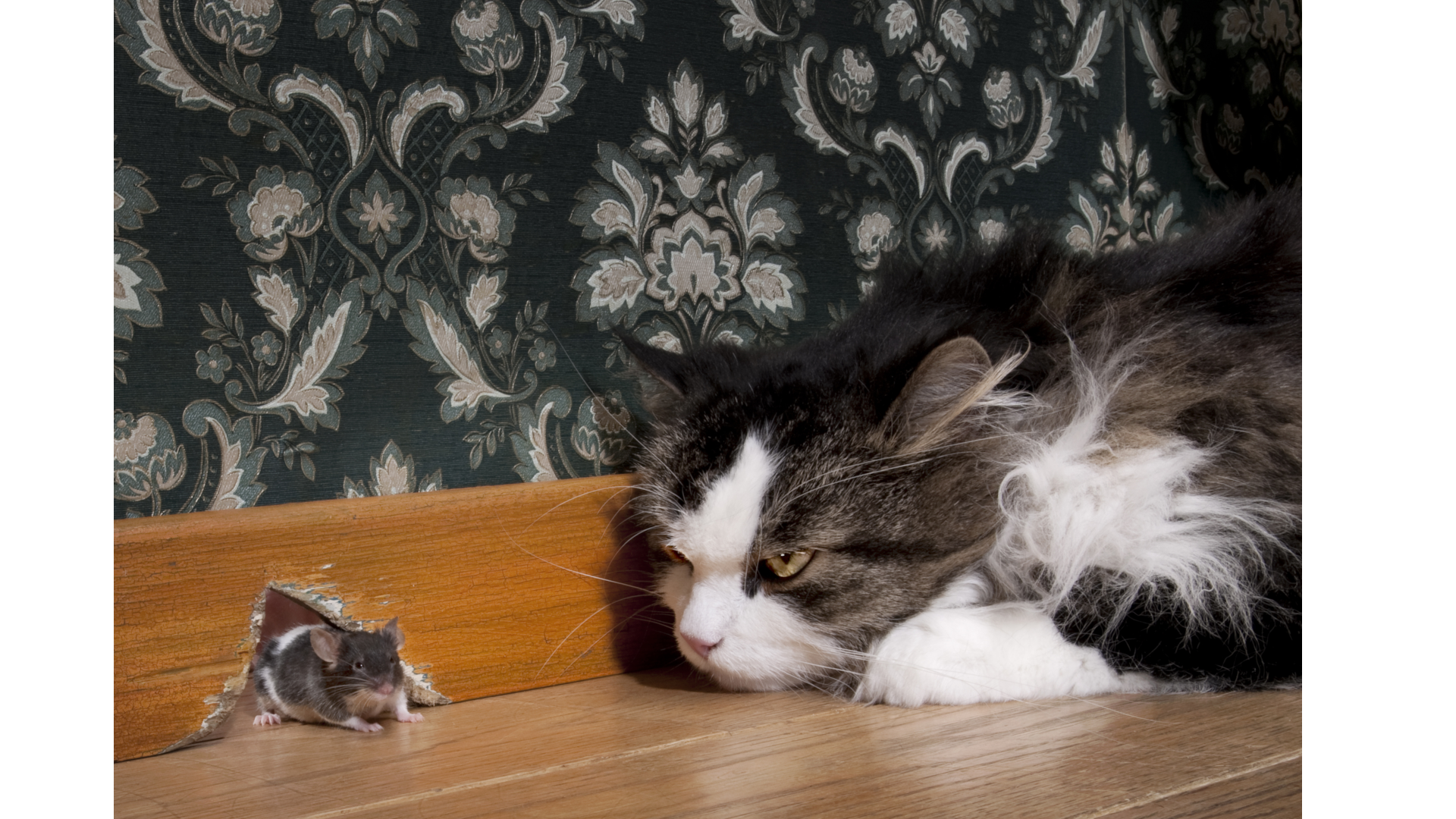 Big Ideas – Business of Aesop™ No. 8 – Belling the Cat [The Implied “If Clause”]