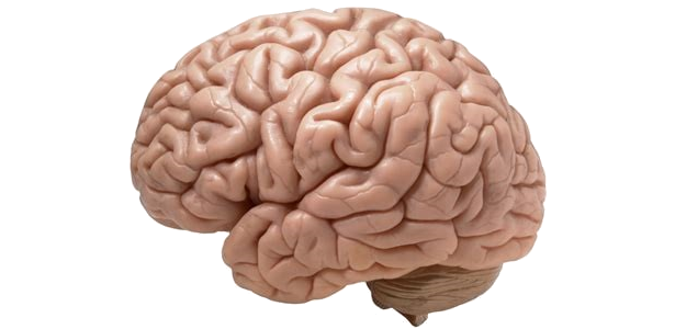 The Naked Brain; Or, Deconstructing and Reconstructing the Human Being
